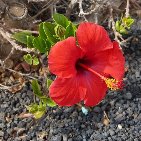 Castillo Caleta De Fuste